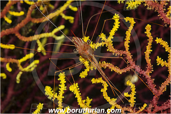 Island Susac, Croatia, Adriatic sea, Mediterranean sea, Plesionika narval, Plesionika, Pandalidae, Decapoda, Narwal shrimp, Shrimp, Crustacea, Crustacean, Portrait