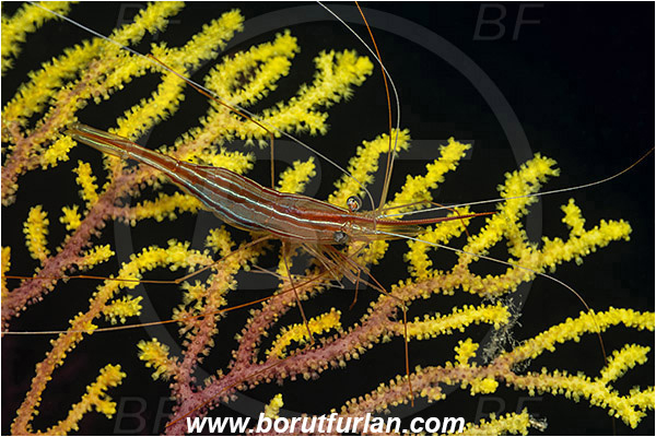 Island Susac, Croatia, Adriatic sea, Mediterranean sea, Plesionika narval, Plesionika, Pandalidae, Decapoda, Narwal shrimp, Shrimp, Crustacea, Crustacean