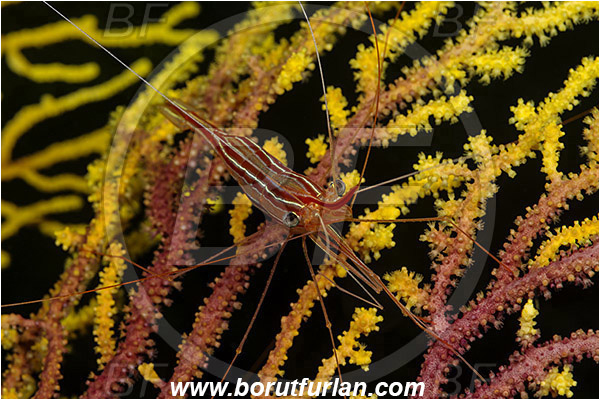 Island Susac, Croatia, Adriatic sea, Mediterranean sea, Plesionika narval, Plesionika, Pandalidae, Decapoda, Narwal shrimp, Shrimp, Crustacea, Crustacean