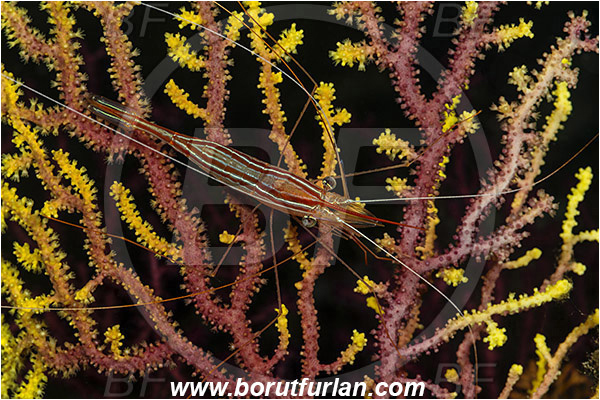 Island Susac, Croatia, Adriatic sea, Mediterranean sea, Plesionika narval, Plesionika, Pandalidae, Decapoda, Narwal shrimp, Shrimp, Crustacea, Crustacean
