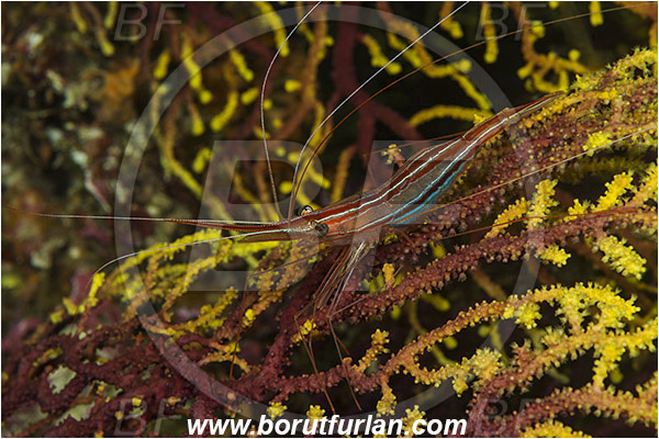 Island Susac, Croatia, Adriatic sea, Mediterranean sea, Plesionika narval, Plesionika, Pandalidae, Decapoda, Narwal shrimp, Shrimp, Crustacea, Crustacean