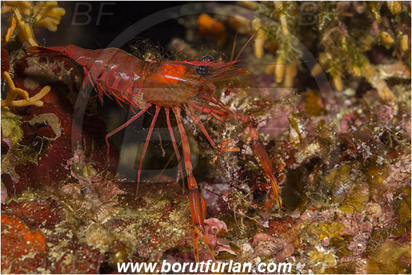 Island Susac, Croatia, Adriatic sea, Mediterranean sea, Brachycarpus biunguiculatus, Brachycarpus, Palaemonidae, Decapoda, Twoclaw shrimp, Shrimp, Crustacea, Crustacean