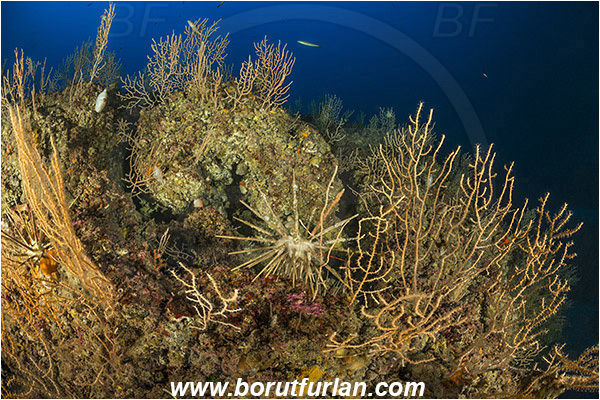 Island Susac, Croatia, Adriatic sea, Mediterranean sea, Eunicella cavolini, Eunicella, Gorgoniidae, Yellow gorgonian, Sea fan, Coral, Cnidaria, Cnidarian, Reef, Stylocidaris affinis, Stylocidaris, Cidaridae, Red lance urchin, Sea urchin, Echinoidea, Echinodermata, Echinoderm
