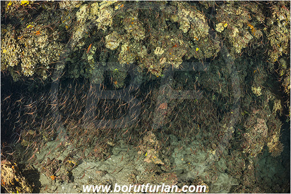 Island Susac, Croatia, Adriatic sea, Mediterranean sea, Plesionika narval, Plesionika, Pandalidae, Decapoda, Narwal shrimp, Shrimp, Crustacea, Crustacean, School of shrimps, Reef