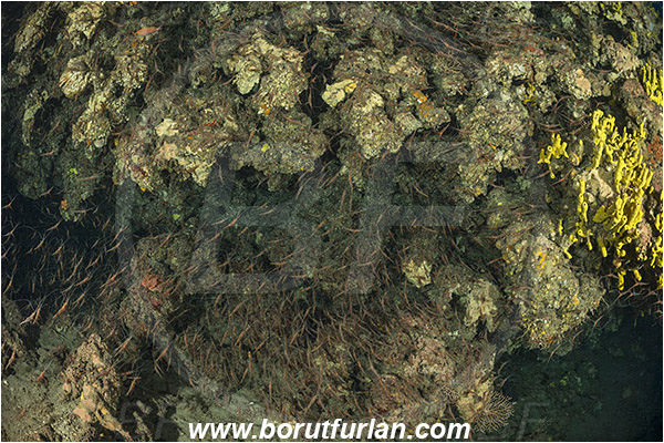 Island Susac, Croatia, Adriatic sea, Mediterranean sea, Plesionika narval, Plesionika, Pandalidae, Decapoda, Narwal shrimp, Shrimp, Crustacea, Crustacean, School of shrimps, Reef