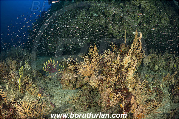 Island Susac, Croatia, Adriatic sea, Mediterranean sea, Eunicella cavolini, Eunicella, Gorgoniidae, Yellow gorgonian, Sea fan, Coral, Cnidaria, Cnidarian, Reef, Fish school