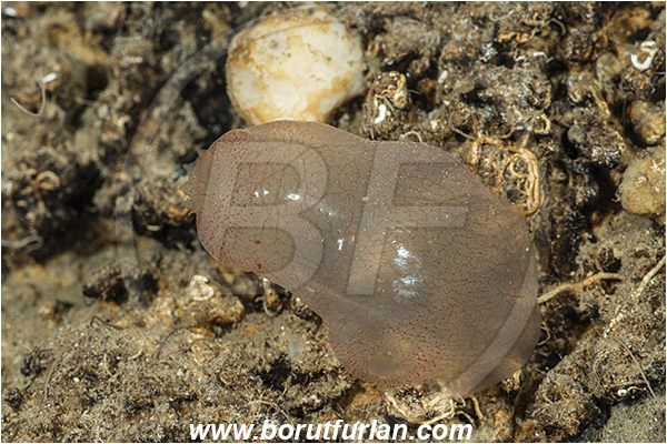 Island Susac, Croatia, Adriatic sea, Mediterranean sea, Ascidia mentula, Ascidia, Ascidiidae, Pink sea squirt, Sea squirt, Ascidiacea, Tunicata, Tunicate