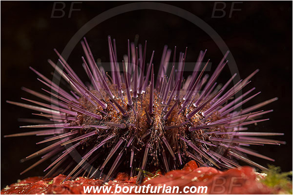 Island Susac, Croatia, Adriatic sea, Mediterranean sea, Paracentrotus lividus, Paracentrotus, Parechinidae, Purple sea urchin, Sea Urchin, Echinoidea, Echinodermata, Echinoderm