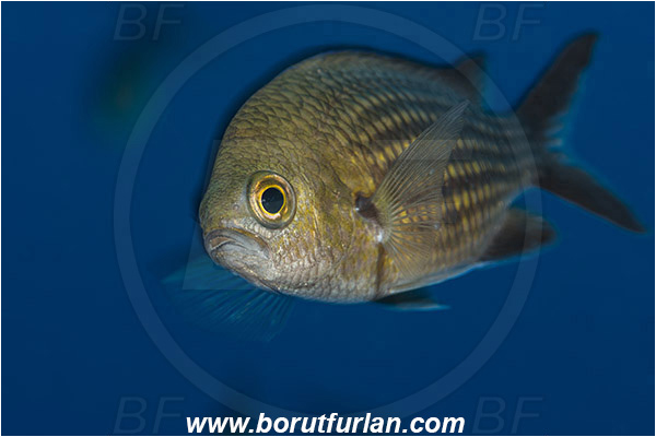 Island Susac, Croatia, Adriatic sea, Mediterranean sea, Chromis chromis, Chromis, Pomacentridae, Mediterranean damselfish, Damselfish, Fish