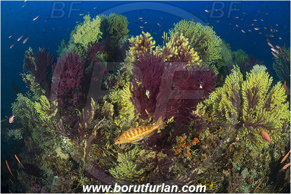 Island Susac, Croatia, Adriatic sea, Mediterranean sea, Paramuricea clavata, Paramuricea, Plexauridae, Mediterranean gorgonian, Sea fan, Coral, Cnidaria, Cnidarian, Reef