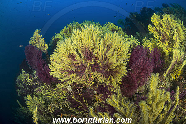 Island Susac, Croatia, Adriatic sea, Mediterranean sea, Paramuricea clavata, Paramuricea, Plexauridae, Mediterranean gorgonian, Sea fan, Coral, Cnidaria, Cnidarian, Reef