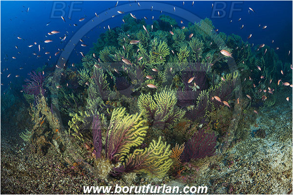 Island Susac, Croatia, Adriatic sea, Mediterranean sea, Paramuricea clavata, Paramuricea, Plexauridae, Mediterranean gorgonian, Sea fan, Coral, Cnidaria, Cnidarian, Anthias anthias, Anthias, Serranidae, Swallowtail seaperch, Seaperch, Fish, Fish school, Reef