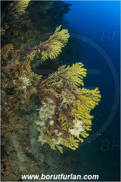 Island Susac, Croatia, Adriatic sea, Mediterranean sea, Paramuricea clavata, Paramuricea, Plexauridae, Mediterranean gorgonian, Sea fan, Coral, Cnidaria, Cnidarian, Reef
