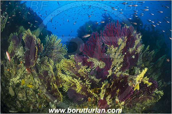 Island Susac, Croatia, Adriatic sea, Mediterranean sea, Paramuricea clavata, Paramuricea, Plexauridae, Mediterranean gorgonian, Sea fan, Coral, Cnidaria, Cnidarian, Reef