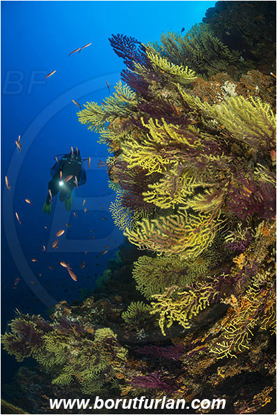 Island Susac, Croatia, Adriatic sea, Mediterranean sea, Paramuricea clavata, Paramuricea, Plexauridae, Mediterranean gorgonian, Sea fan, Coral, Cnidaria, Cnidarian, Reef, Diver