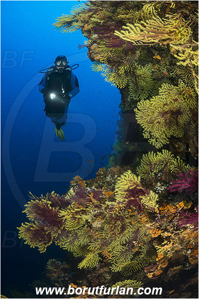 Island Susac, Croatia, Adriatic sea, Mediterranean sea, Paramuricea clavata, Paramuricea, Plexauridae, Mediterranean gorgonian, Sea fan, Coral, Cnidaria, Cnidarian, Reef, Diver