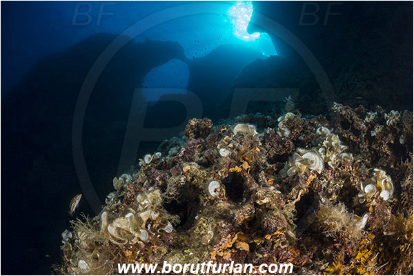 Island Susac, Croatia, Adriatic sea, Mediterranean sea, Reef, Window