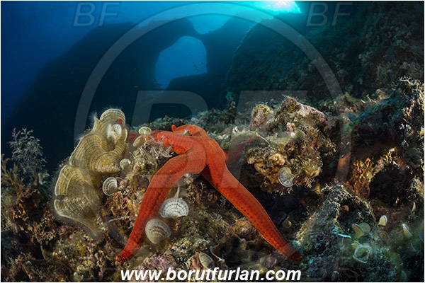 Island Susac, Croatia, Adriatic sea, Mediterranean sea, Hacelia attenuata, Hacelia, Ophidiasteridae, Smooth starfish, Strafish, Asteroidea, Echinodermata, Echinoderm, Reef, Window