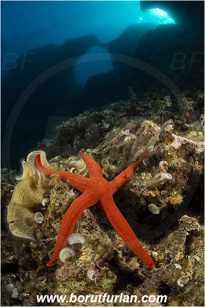 Island Susac, Croatia, Adriatic sea, Mediterranean sea, Hacelia attenuata, Hacelia, Ophidiasteridae, Smooth starfish, Strafish, Asteroidea, Echinodermata, Echinoderm, Reef, Window