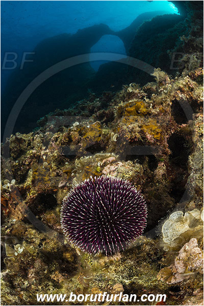 Island Susac, Croatia, Adriatic sea, Mediterranean sea, Sphaerechinus granularis, Sphaerechinus, Toxopneustidae, Purple Sea Urchin, Sea Urchin, Echinoidea, Echinodermata, Echinoderm, Reef, Window
