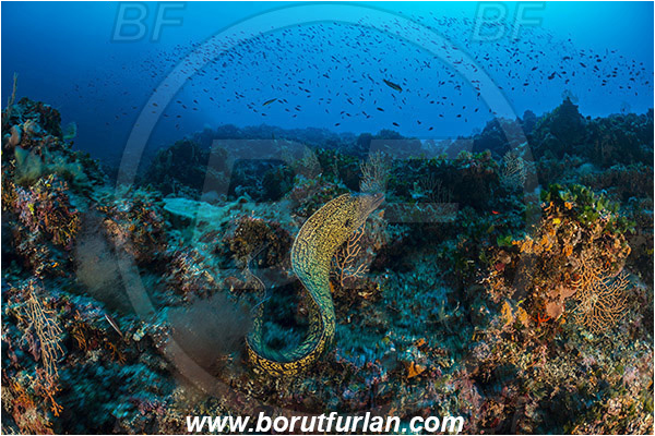 Island Susac, Croatia, Adriatic sea, Mediterranean sea, Muraena helena, Muraena, Muraenidae, Mediterranean moray, Moray, Fish, Reef