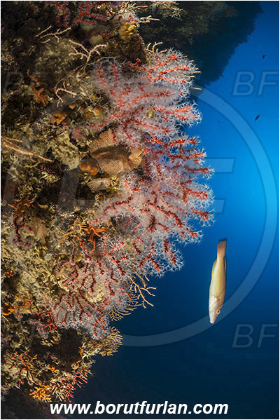 Island Susac, Croatia, Adriatic sea, Mediterranean sea, Corallium rubrum, Corallium, Coralliidae, Precious Coral, Red coral, Coral, Anthozoa, Cnidaria, Cnidarian, Reef
