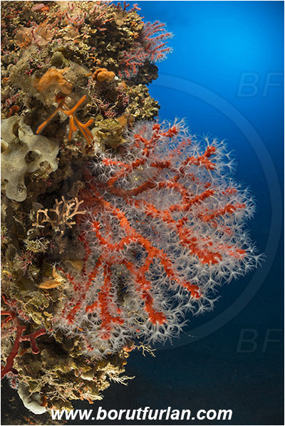 Island Susac, Croatia, Adriatic sea, Mediterranean sea, Corallium rubrum, Corallium, Coralliidae, Precious Coral, Red coral, Coral, Anthozoa, Cnidaria, Cnidarian, Reef
