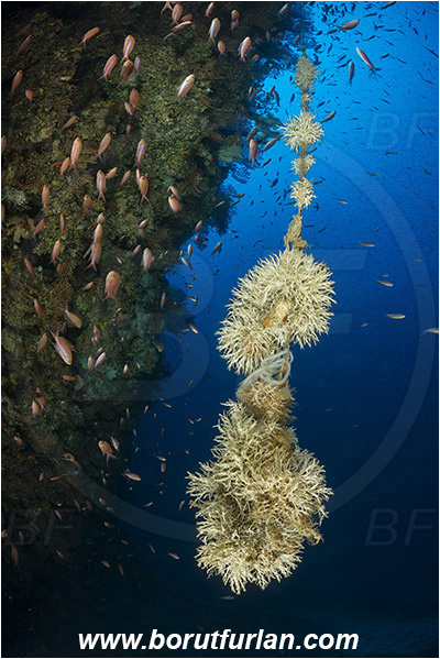 Island Susac, Croatia, Adriatic sea, Mediterranean sea, Salmacina sp., Salmacina, Serpulidae, Colony of tangled tube worm, Worm, Polychaeta, Discarded fishing line, Fishing line, Reef, Wall
