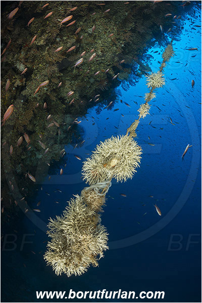 Island Susac, Croatia, Adriatic sea, Mediterranean sea, Salmacina sp., Salmacina, Serpulidae, Colony of tangled tube worm, Worm, Polychaeta, Discarded fishing line, Fishing line, Reef, Wall