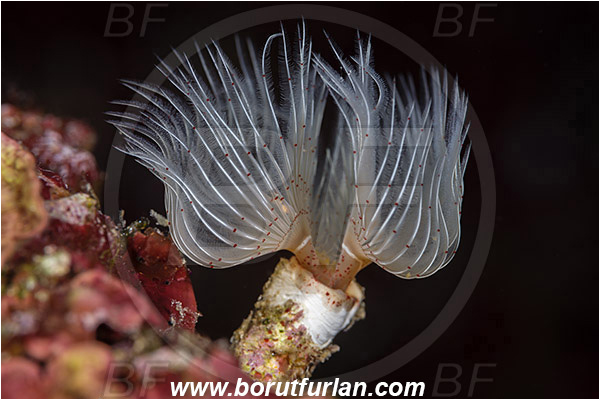 Island Susac, Croatia, Adriatic sea, Mediterranean sea, Protula tubularia, Protula, Serpulidae, White-Tufted Worm, Red-spotted horseshoe, Worm, Polychaeta