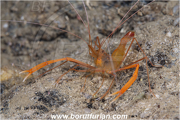 Island Susac, Croatia, Adriatic sea, Mediterranean sea, Stenopus spinosus, Stenopus, Stenopodidae, Decapoda, Golden coral shrimp, Mediterranean coral shrimp, Shrimp, Crustacea, Crustacean
