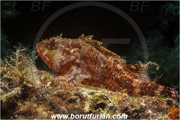 Island Susac, Croatia, Adriatic sea, Mediterranean sea, Scorpaena maderensis, Scorpaena, Scorpaenidae, Madeira rockfish, Madeira scorpionfish, Scorpionfish, Fish
