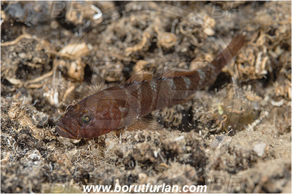 Island Susac, Croatia, Adriatic sea, Mediterranean sea, Gammogobius steinitzi, Gammogobius, Gobiidae, Steinitz