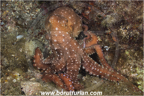 Island Susac, Croatia, Adriatic sea, Mediterranean sea, Callistoctopus macropus, Callistoctopus, Octopodidae, White spotted octopus, Octopus, Cephalopoda, Mollusca, Mollusc