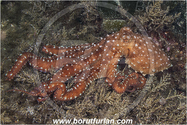 Island Susac, Croatia, Adriatic sea, Mediterranean sea, Callistoctopus macropus, Callistoctopus, Octopodidae, White spotted octopus, Octopus, Cephalopoda, Mollusca, Mollusc