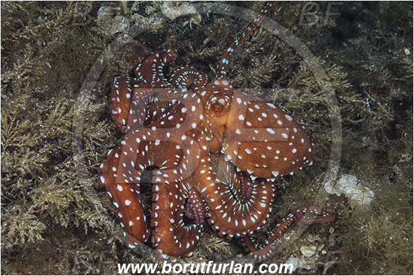 Island Susac, Croatia, Adriatic sea, Mediterranean sea, Callistoctopus macropus, Callistoctopus, Octopodidae, White spotted octopus, Octopus, Cephalopoda, Mollusca, Mollusc