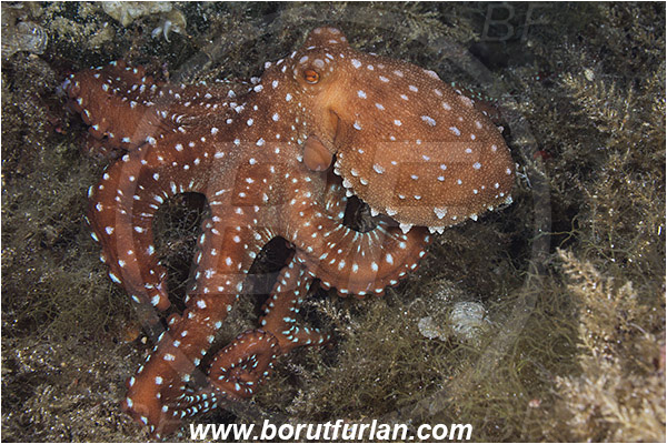 Island Susac, Croatia, Adriatic sea, Mediterranean sea, Callistoctopus macropus, Callistoctopus, Octopodidae, White spotted octopus, Octopus, Cephalopoda, Mollusca, Mollusc