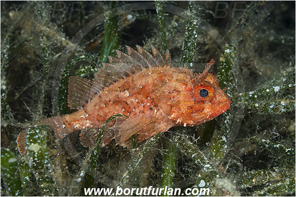 Island Susac, Croatia, Adriatic sea, Mediterranean sea, Scorpaena porcus, Scorpaena, Scorpaenidae, Brown scorpionfish, Scorpionfish, Fish