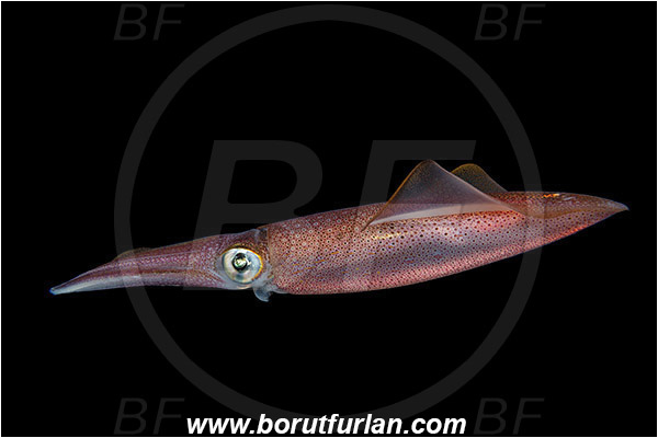 Island Susac, Croatia, Adriatic sea, Mediterranean sea, Loligo vulgaris, Loligo, Loliginidae, European squid, Common squid, Squid, Cephalopoda, Mollusca, Mollusc