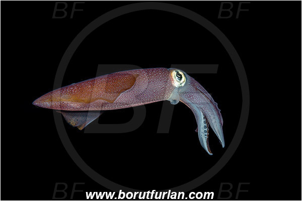 Island Susac, Croatia, Adriatic sea, Mediterranean sea, Loligo vulgaris, Loligo, Loliginidae, European squid, Common squid, Squid, Cephalopoda, Mollusca, Mollusc