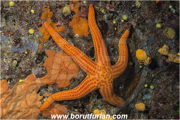 Island Susac, Croatia, Adriatic sea, Mediterranean sea, Hacelia attenuata, Hacelia, Ophidiasteridae, Smooth starfish, Strafish, Asteroidea, Echinodermata, Echinoderm
