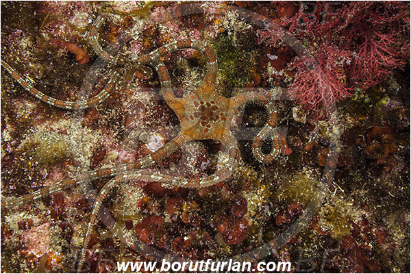 Island Susac, Croatia, Adriatic sea, Mediterranean sea, Ophioderma longicaudum, Ophioderma, Ophiodermatidae, Smooth brittle-star, Brittlestar, Ophiuroidea, Echinodermata, Echinoderm