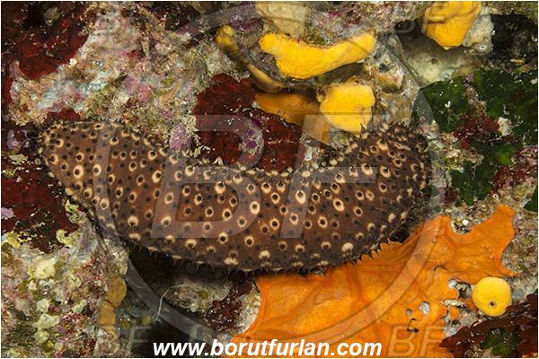 Island Susac, Croatia, Adriatic sea, Mediterranean sea, Holothuria (Platyperona) sanctori, Holothuria, Holothuriidae, Spotted holothurian, Holothuroidea, Holothurian, Echinodermata, Echinoderm
