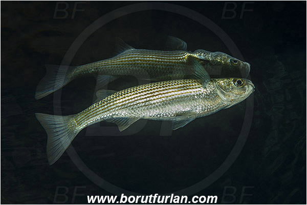 Island Susac, Croatia, Adriatic sea, Mediterranean sea, Chelon sp., Chelon, Mugilidae, Mullet, Fish, Reflections