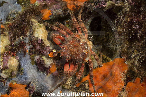 Island Susac, Croatia, Adriatic sea, Mediterranean sea, Herbstia condyliata, Herbstia, Epialtidae, Decapoda, Crustacea, Crustacean, Spiny Majoid Spider Crab, Crab