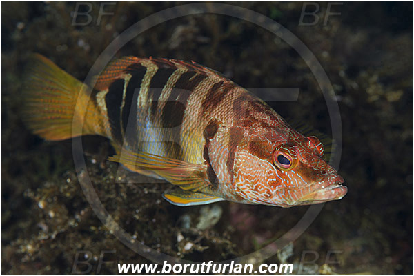 Island Susac, Croatia, Adriatic sea, Mediterranean sea, Serranus scriba, Serranus, Serranidae, Painted comber, Fish