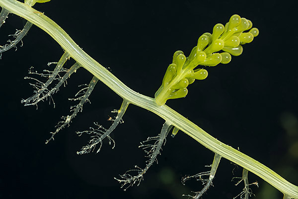 Island Lastovo, Croatia, Adriatic sea, Mediterranean sea, Caulerpa racemosa, Caulerpa, Caulerpaceae, Sea grapes, Algae, Abstract