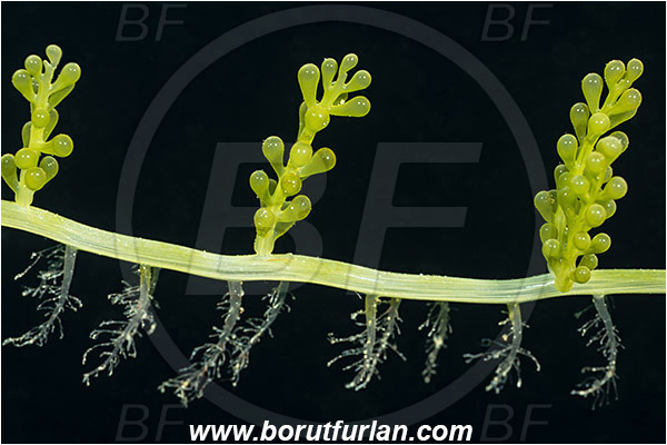 Island Lastovo, Croatia, Adriatic sea, Mediterranean sea, Caulerpa racemosa, Caulerpa, Caulerpaceae, Sea grapes, Algae, Abstract