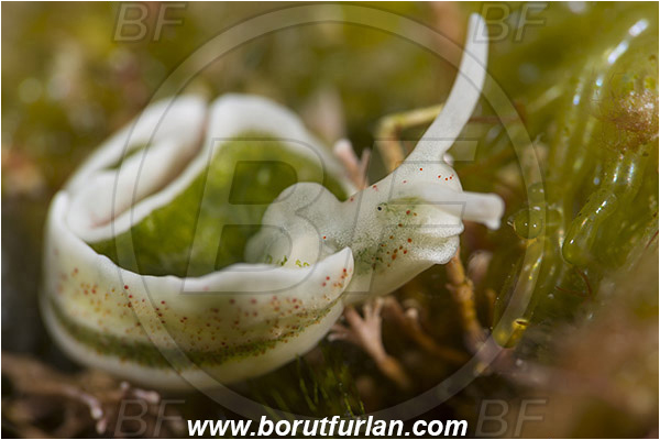 Island Susac, Croatia, Adriatic sea, Mediterranean sea, Elysia timida, Elysia, Plakobranchidae, Green Elysia, Nudibranch, Sea slug, Gastropoda, Mollusca