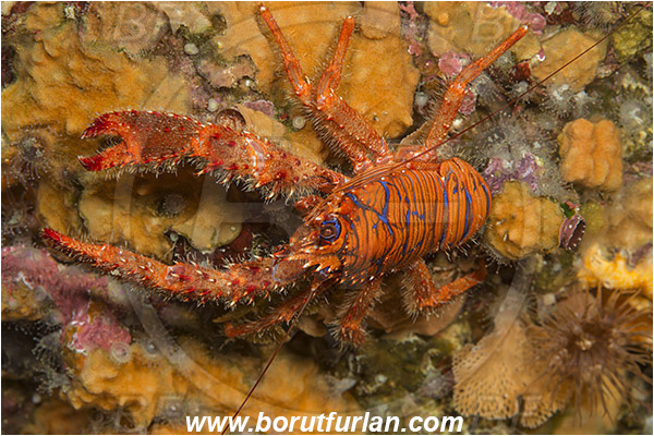 Island Susac, Croatia, Adriatic sea, Mediterranean sea, Galathea strigosa, Galathea, Galatheidae, Decapoda, Blue striped squat lobster, Squat lobster, Crustacea, Crustacean